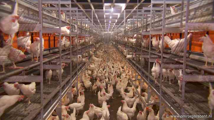 Woedende reacties op plan provincie om vergunning boeren in te trekken