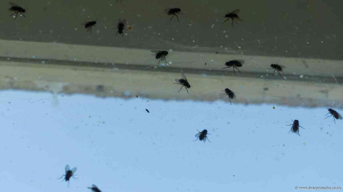 Flies will avoid your home and stay away if you do easy 10-second task every day