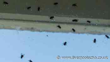 Flies will avoid your home and stay away if you do easy 10-second task every day