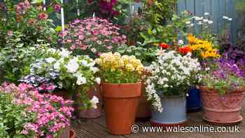 Welsh gardeners can keep flowers blooming all summer long with 3 simple tasks