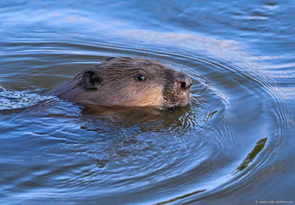 Biber mit großem Kopf sorgt für Rettungseinsatz an See