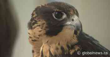 Preserving peregrine falcon species, art of falconry in Manitoba