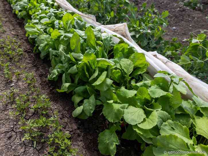 Growing Things: How do I get rid of this pest on my spinach?