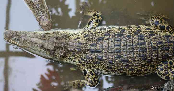Boy thrown into crocodile pit suffered damage to arms, neck, head and face