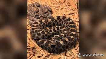 Legacy of rare Windsor, Ont., rattlesnake continues despite road death