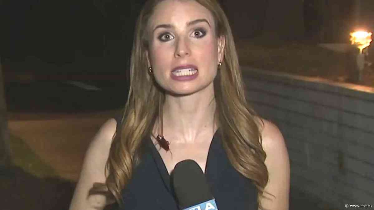 NOPE. Giant cockroach crashes reporter’s live news report | The Moment