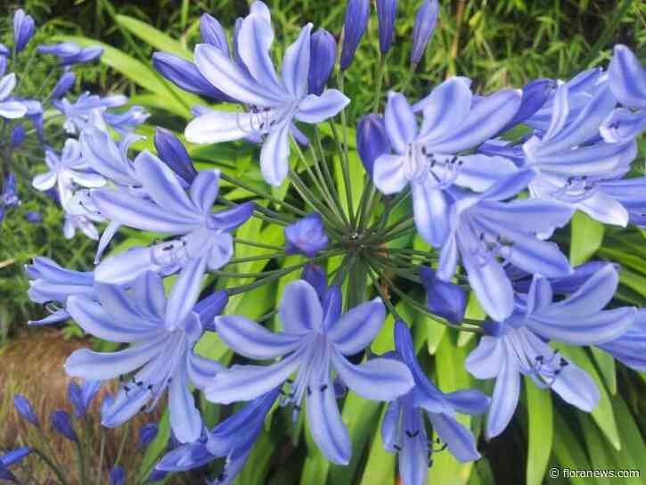 Export bloemen en planten daalt in eerste halfjaar met 2,4 procent