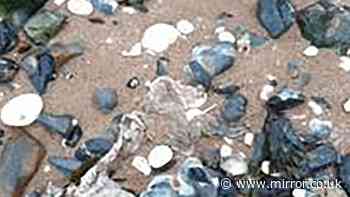 Southern Water fined £7million for illegally pumping sewage into coastal waters