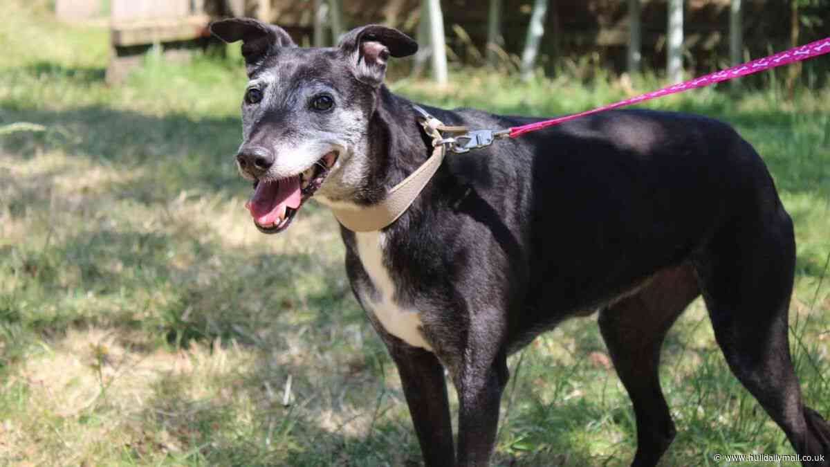 RSPCA seeks foster carer to give abandoned greyhound Flick a final home