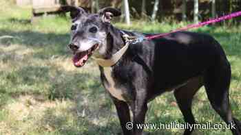 RSPCA seeks foster carer to give abandoned greyhound Flick a final home