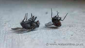 Dead flies will stop appearing in homes if 1 item is placed on windowsills