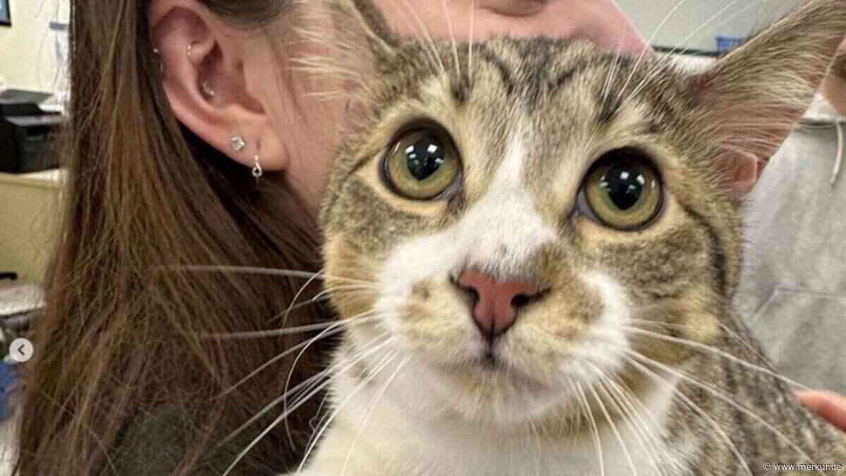 Toby, die Katze mit 28 Zehen, hat es jetzt ins Guinness-Buch der Rekorde geschafft
