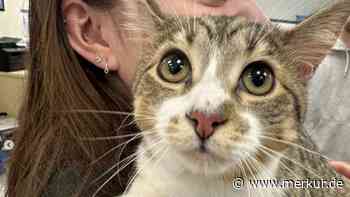 Toby, die Katze mit 28 Zehen, hat es jetzt ins Guinness-Buch der Rekorde geschafft
