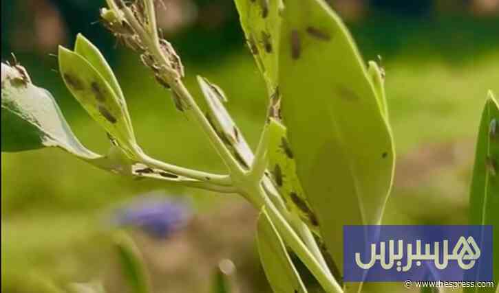 حقيقة حشرة الأشجار اليافعة بالسراغنة