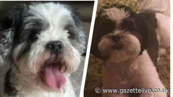 Heartbroken family offering £1,000 reward after 11-year-old dog went missing from Stokesley