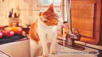 Food bowl mistake that stops cats from drinking enough water