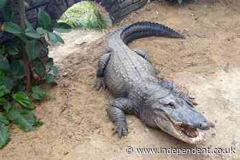 Boy, 3, attacked by crocodile at zoo ‘smiling again’ after seven surgeries