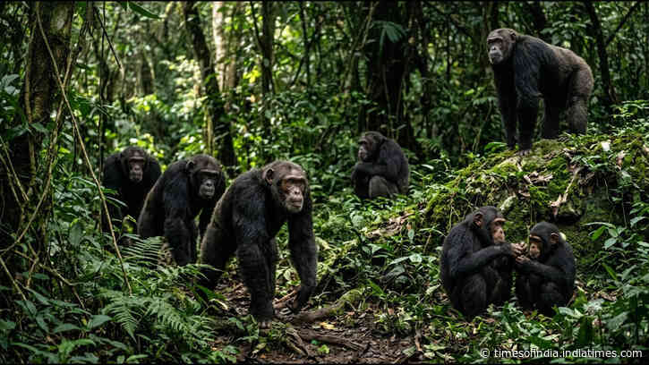 Chimpanzees climb hills, meerkats close ranks: Scientists tell what animals do before war