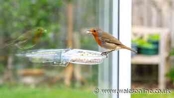 Common bird feeding mistake is 'stopping wildlife visiting your garden'
