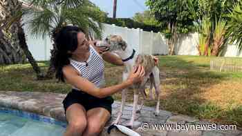 Lutz business hosts North American Diving Dogs competitions