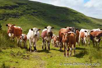 UFU warns NI farming must avoid Dutch nitrogen fallout