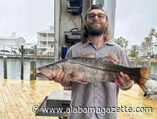 Snook Becoming More Common in Alabama Coastal Waters