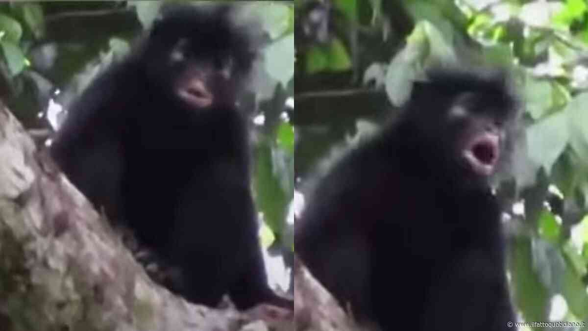 Per quasi vent’anni è rimasta un mistero: identificata una nuova specie di scimmia nascosta nelle foreste del Congo