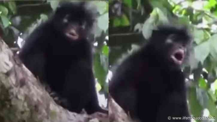 Per quasi vent’anni è rimasta un mistero: identificata una nuova specie di scimmia nascosta nelle foreste del Congo