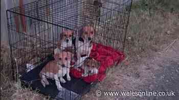 Dog and her four puppies dumped in Welsh street