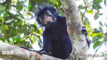New monkey species with orange lips found 'hiding' in DR Congo forest
