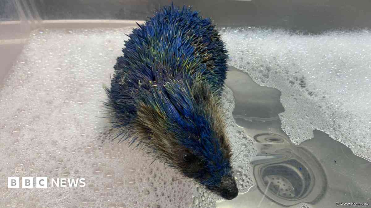Hedgehog painted in Leeds colours 'could have died'