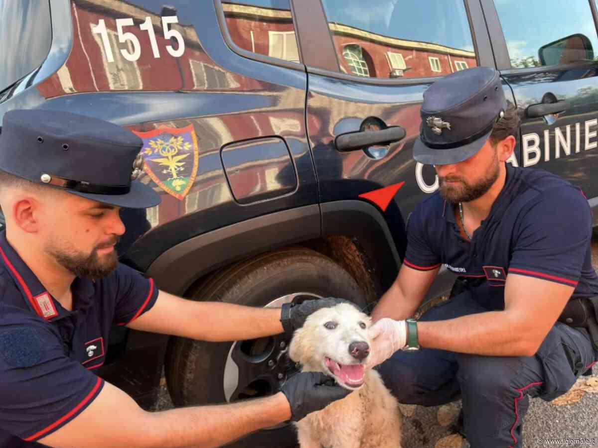 Il video choc contro l'abbandono degli animali: un cucciolo lasciato in strada insieme ai rifiuti
