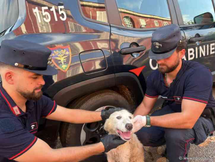 Il video choc contro l'abbandono degli animali: un cucciolo lasciato in strada insieme ai rifiuti