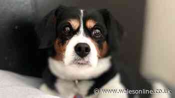 Dog owners fear the worst after investigation launched into pet cremation company