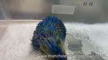 Police and animal rescue slam 'appalling' behaviour after hedgehog painted blue and yellow