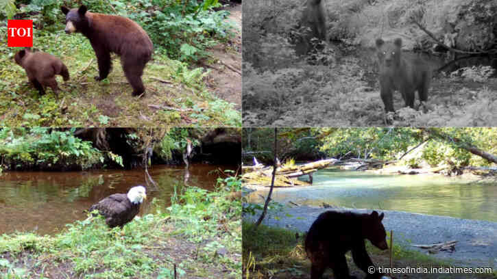 Scientists played human voices near Alaska salmon streams and found that bears and eagles fled