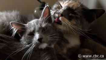 Cats don't always lick each other out of affection. Sometimes they're just being jerks