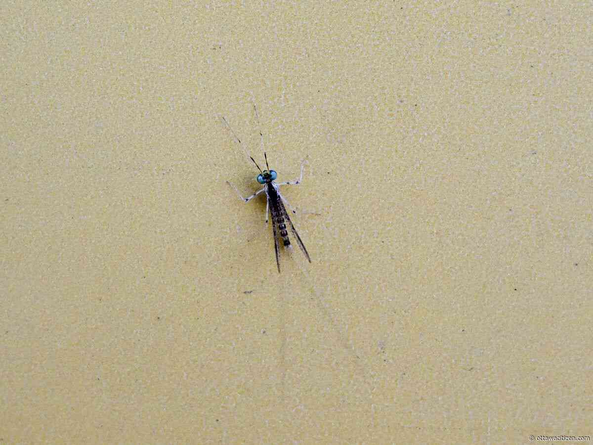 The tragically beautiful life of mayflies and why you may find them annoying at Bluesfest