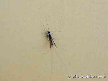 The tragically beautiful life of mayflies and why you may find them annoying at Bluesfest