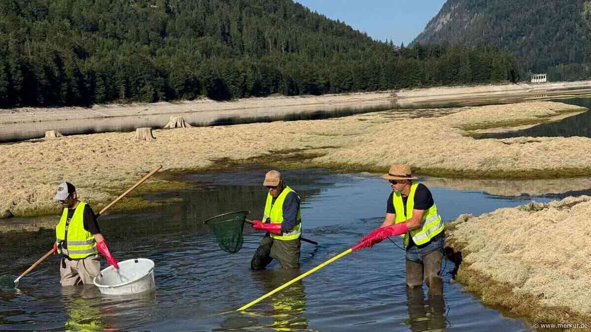 „So viele Notabfischungen wie nie“: Bayerns Fischretter im Rekordeinsatz – dramatische Szenen an Gewässern
