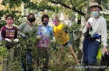 Arlington vs. invasive plants: Commission seeks $1M per year for ongoing battle