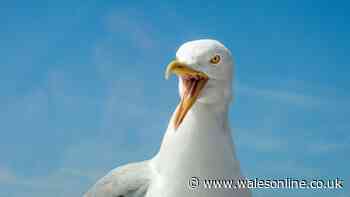 Seagull dies after being 'kicked by teenager' in 'extremely distressing' attack
