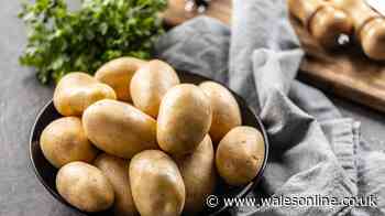 Should potatoes be stored in cupboard or fridge? I asked 3 chefs who gave same answer