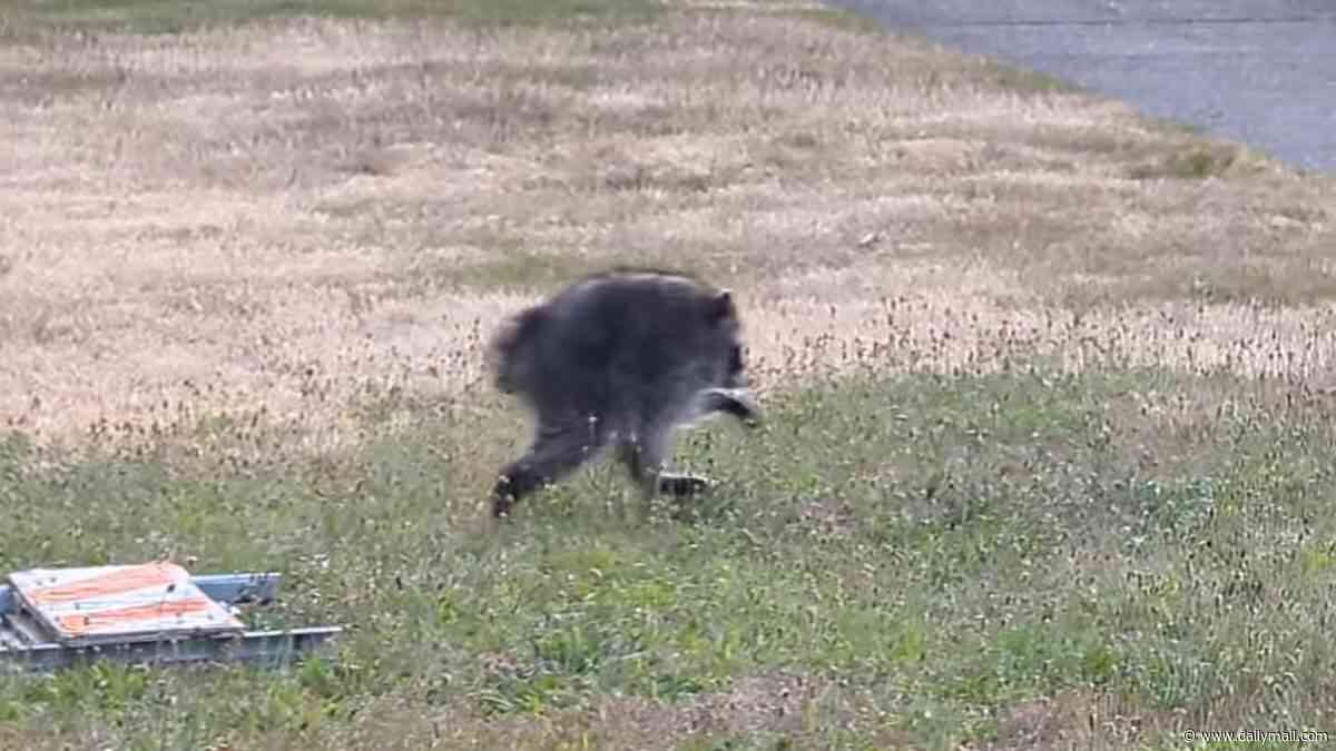 Mysterious mutant beast roaming Seattle leaves residents terrified as eerie sightings spread