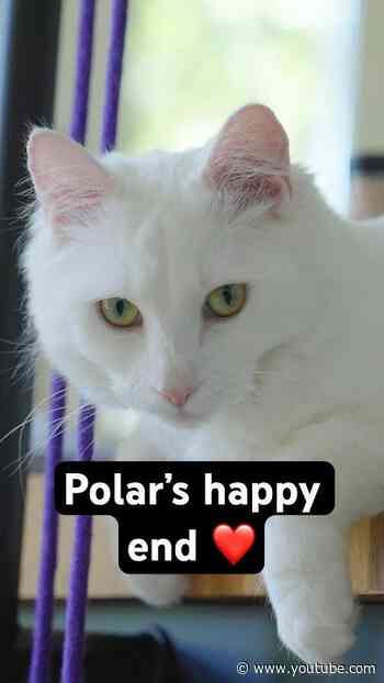 Polar's zoektocht naar een nieuw huisje 🏠💕
