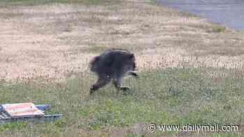 Mutant raccoon roaming the streets of Seattle strikes fear in the heart of unsuspecting residents