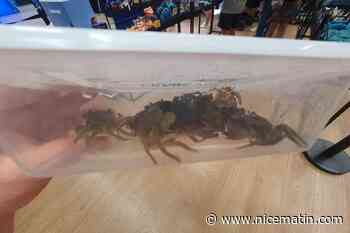 « Il n’est pas normal que ces animaux souffrent autant » : une association dénonce la vente de crabes vivants dans ce magasin Décathlon de Fréjus