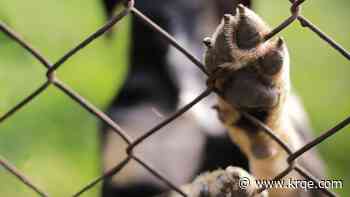 17 New Mexico animal shelters receive state funding for facility upgrades