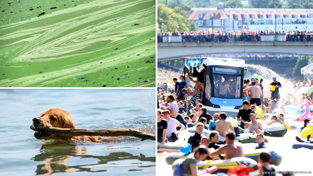 Blaualgen in der Donau? Was fürs Nabada und bei Hunden zu beachten ist