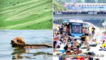 Blaualgen in der Donau? Was fürs Nabada und bei Hunden zu beachten ist